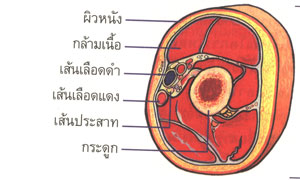 ภาพตัดขวางของแขน