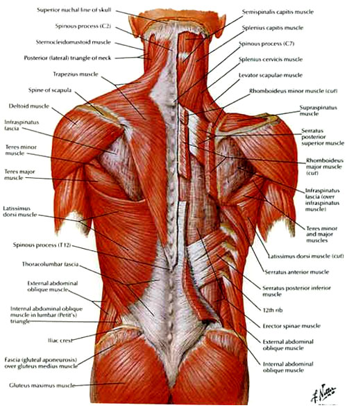 ภาพแสดงภายในของหลัง ภาพแสดงภายในของหลัง