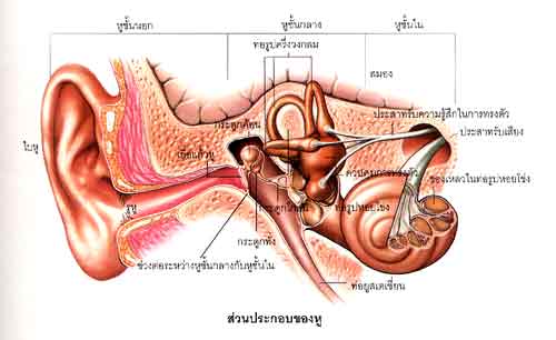 ส่วนประกอบของหู