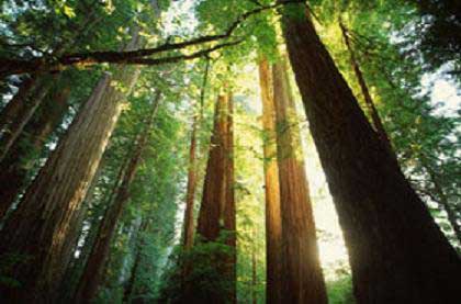 Larger trees