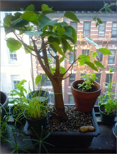 A bodhi tree that grows up in a pot will have life
