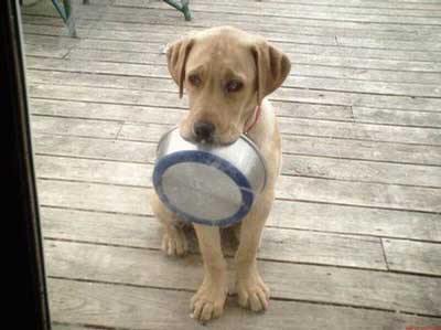 A hungry dog