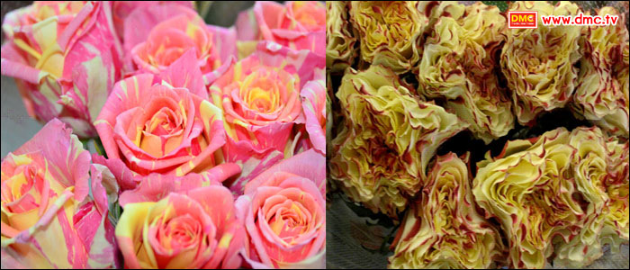 (ซ้าย) กุหลาบญี่ปุ่นสีดอกซากุระ   (ขวา) กุหลาบญี่ปุ่นทรงดอกคาร์เนชั่น