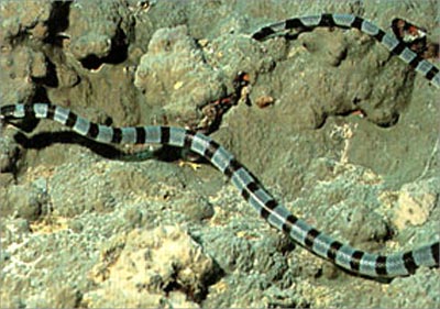 A poisonous snake mistaken for a rope: It can be compared to someone who mistakenly picks up a poisonous snake in the dark, thinking that it is a rope. 