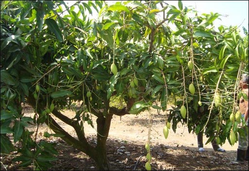 In the beginning the tree only has a stalk, branches and leaves which are only the preparatory stage before it gives fruit. 