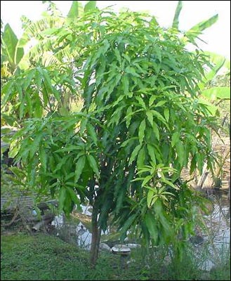 When we plant a mango tree to satisfy our appetite or getting rich depends on the fruit the tree will give. 