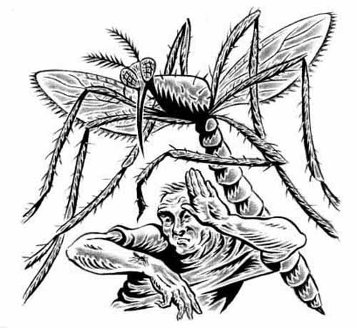 mosquito