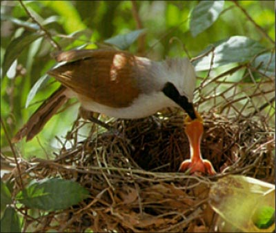 If humans live their lives only like this, a human then is worth as those little birds and crows.