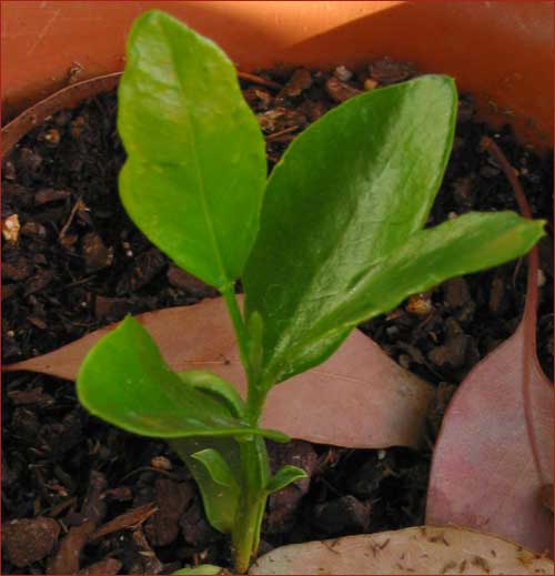 seedling