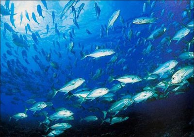  the ocean of the Cycle of Existence is haunted by countless malevolent spirits and predatory fishes