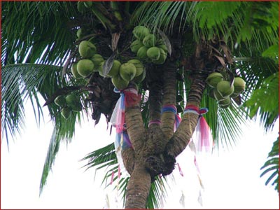  Do not worship anything that is useless and does not create wisdom, such as trees