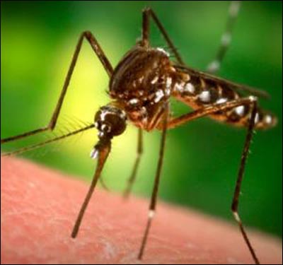 Arising in dampness or moisture [samsedaja] e.g.organisms e.g. mosquitos and some sorts of worms;