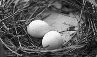 Hatching from an egg [andaja] e.g birds, lizards and snakes;