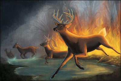 A Forest Fire: Just like a forest fire eventually consumes all forms of life in the forest