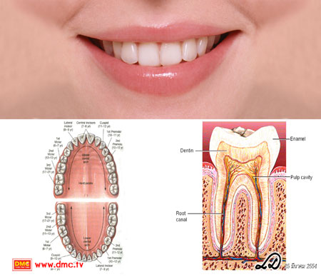 ฟันยังเป็นอวัยวะที่เสริมบุคลิกให้ตัวเราดูดีได้อีกด้วย