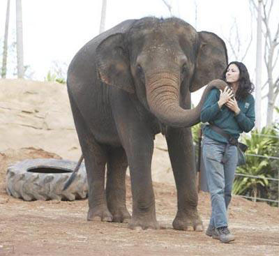 ช้างเป็นอย่างไร ช้างเป็นอย่างไร