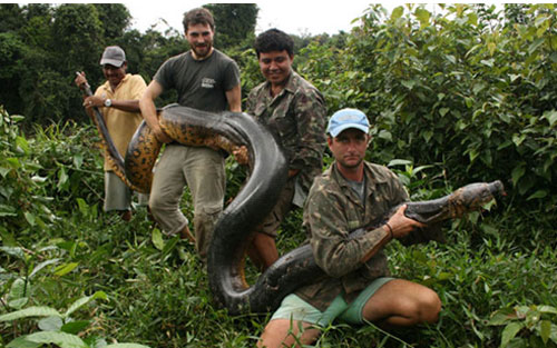 จับงูอนาคอนดายักษ์ หนักร่วม 100 กิโลกรัม 