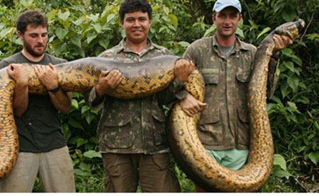 จับงูอนาคอนดายักษ์ หนักร่วม 100 กิโลกรัม 